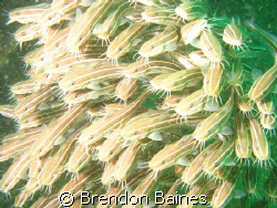 catfish of Inchcape 1 wreck Fujeirah UAE by Brendon Baines 